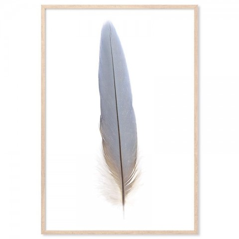 Macaw Feather Art Print