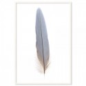 Macaw Feather Art Print