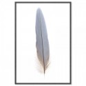 Macaw Feather Art Print