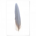 Macaw Feather Art Print