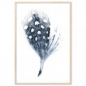 Spotted Fan Feather Art Print