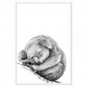 Koala Dreaming Art Print