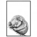 Koala Dreaming Art Print