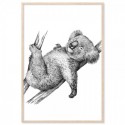 Koala Kip Art Print