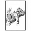 Koala Kip Art Print