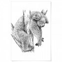 Koala Sleeping Art Print