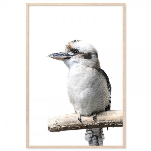 Australian Kookaburra Art Print