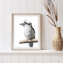 Australian Kookaburra Art Print