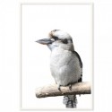 Australian Kookaburra Art Print