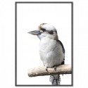 Australian Kookaburra Art Print