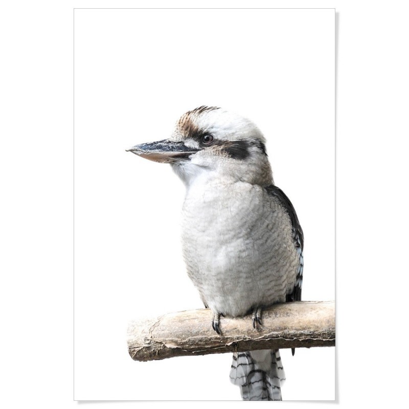 Australian Kookaburra Art Print