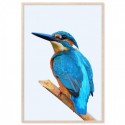 Beautiful Kingfisher Art Print