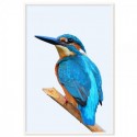 Beautiful Kingfisher Art Print