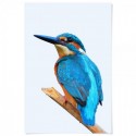 Beautiful Kingfisher Art Print