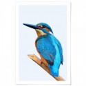 Beautiful Kingfisher Art Print