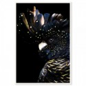 Black Cockatoo Majestic Art Print