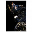 Black Cockatoo Majestic Art Print