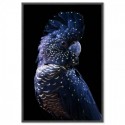 Black Cockatoo Regal Art Print