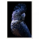 Black Cockatoo Regal Art Print