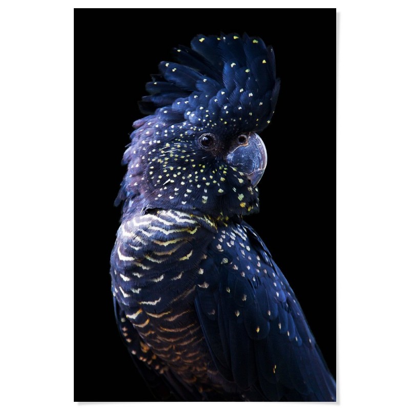 Black Cockatoo Regal Art Print