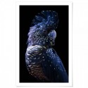 Black Cockatoo Regal Art Print