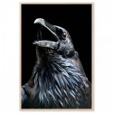 Black Raven Art Print