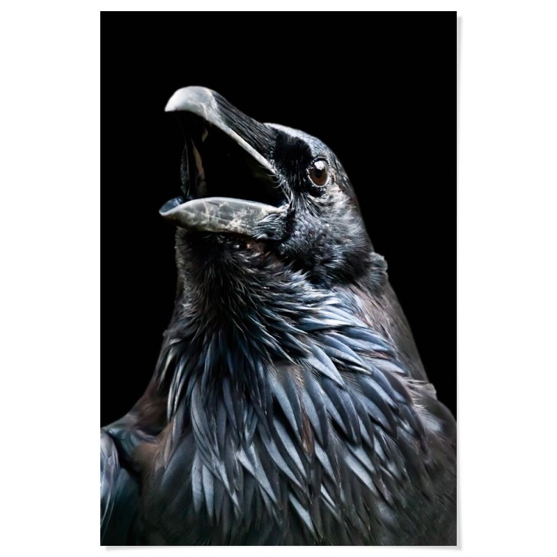 Black Raven Art Print