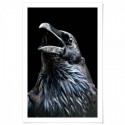 Black Raven Art Print