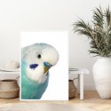 Blue Budgie Art Print