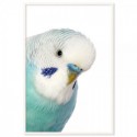 Blue Budgie Art Print