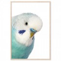 Blue Budgie Art Print