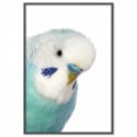 Blue Budgie Art Print