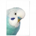 Blue Budgie Art Print