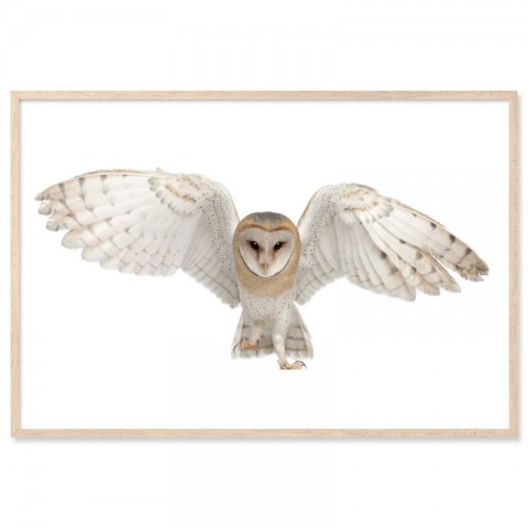 Flying Barn Owl Art Print