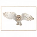 Flying Barn Owl Art Print
