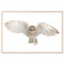 Flying Barn Owl Art Print