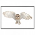 Flying Barn Owl Art Print