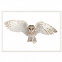 Flying Barn Owl Art Print