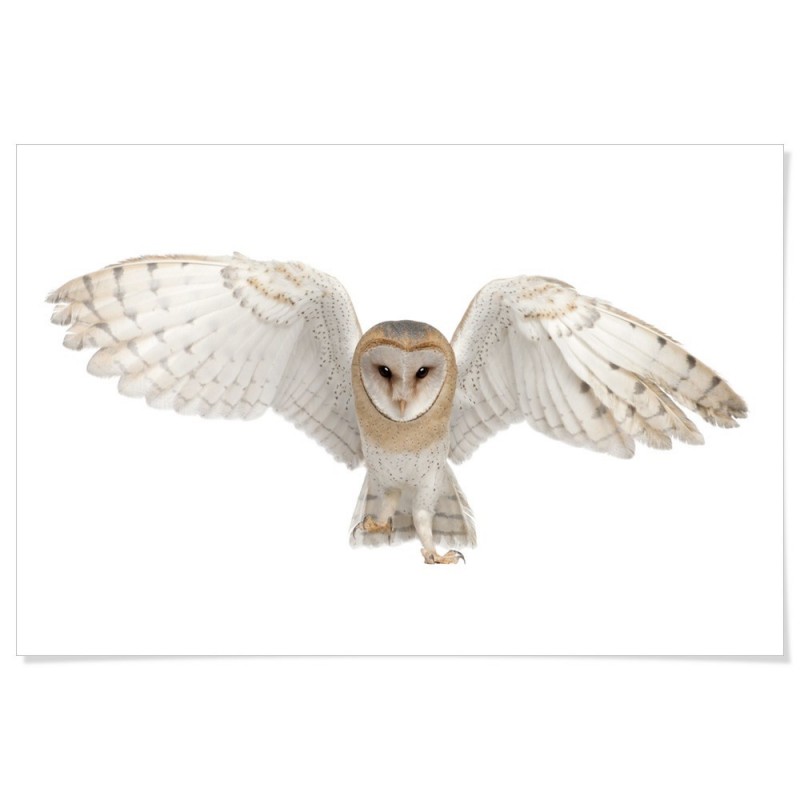 Flying Barn Owl Art Print