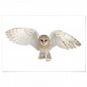 Flying Barn Owl Art Print