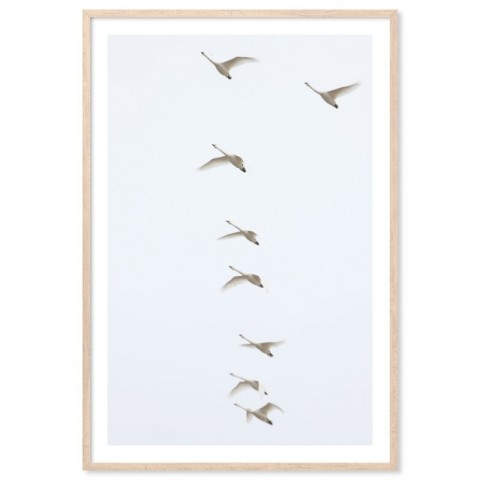Flying Swans Art Print