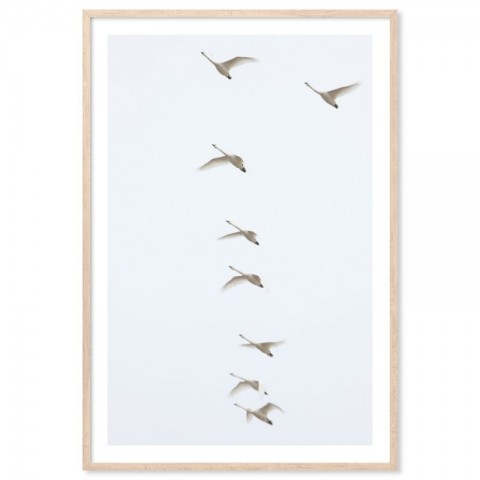 Flying Swans Art Print