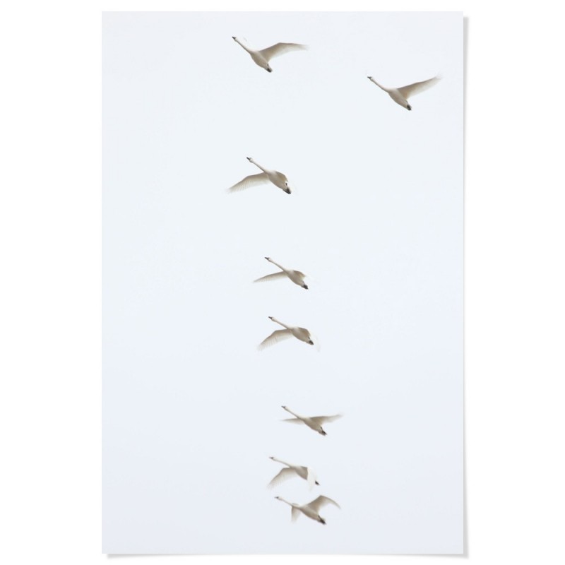 Flying Swans Art Print