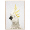 Hello Cockatoo Art Print