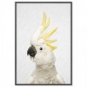 Hello Cockatoo Art Print