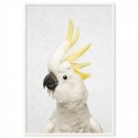 Hello Cockatoo Art Print