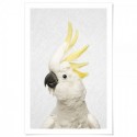 Hello Cockatoo Art Print