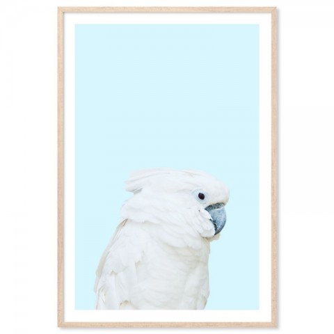 Parrot On Blue Art Print