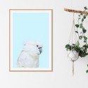 Parrot On Blue Art Print