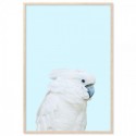 Parrot On Blue Art Print